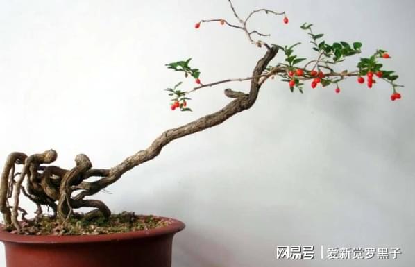 枸杞叶种子种植致富视频_叶用枸杞种子_枸杞种子种植方法