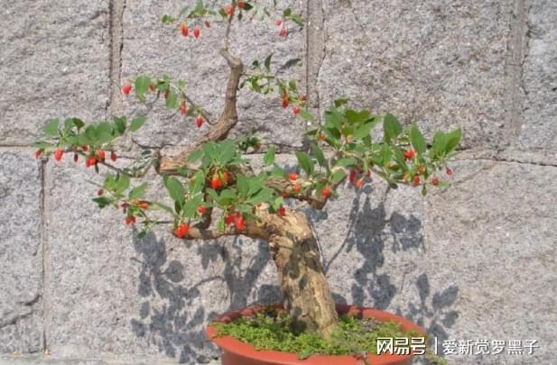 叶用枸杞种子_枸杞种子种植方法_枸杞叶种子种植致富视频