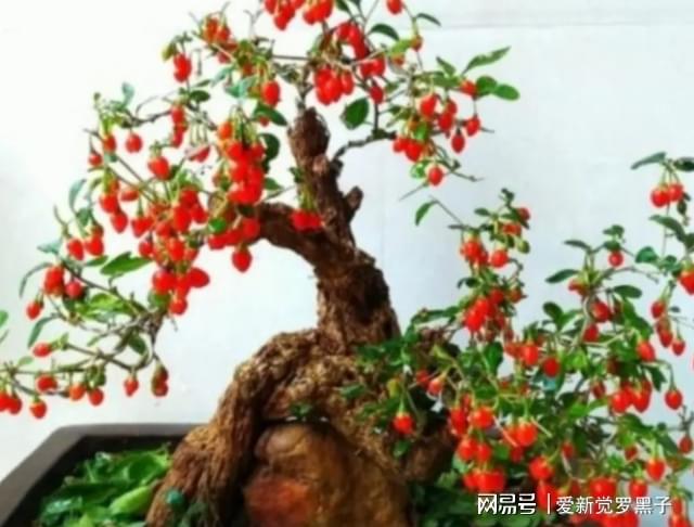 枸杞种子种植方法_枸杞叶种子种植致富视频_叶用枸杞种子