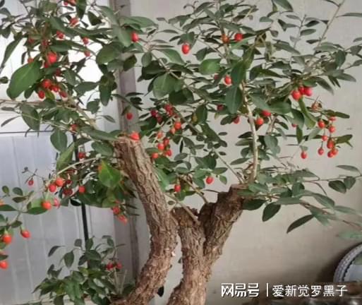叶用枸杞种子_枸杞叶种子种植致富视频_枸杞种子种植方法