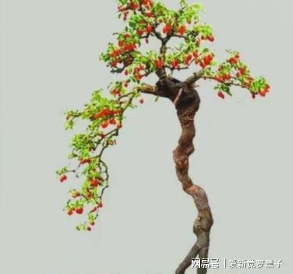 枸杞叶种子种植致富视频_枸杞种子种植方法_叶用枸杞种子