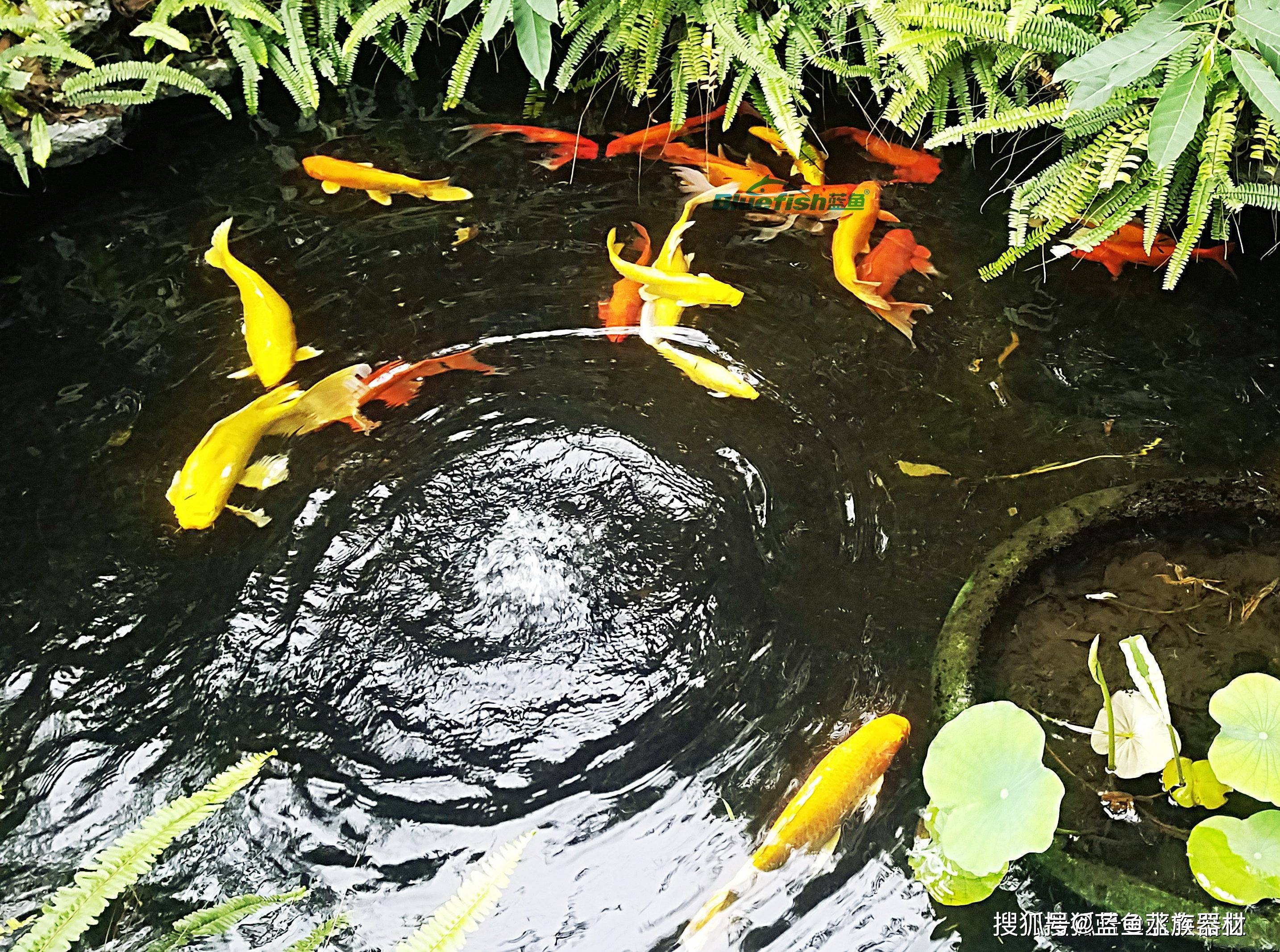 土塘锦鲤水花鱼苗养殖培育技术措施指南