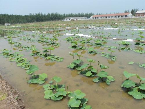 莲藕栽培:浅水藕栽培与深水藕栽培有何不同之处？