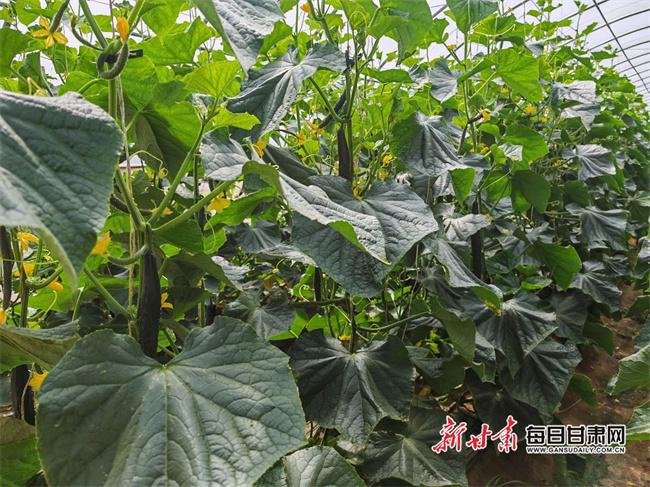 泾川：新农人念活大棚种植“经 ” 抢“鲜”手拓宽绿色致富路