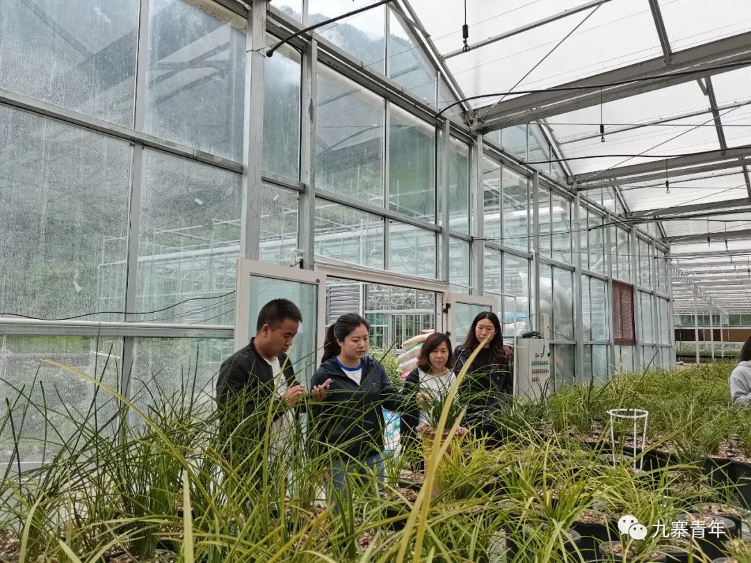致富种植惠兰图片大全_种植惠兰视频_种植惠兰致富