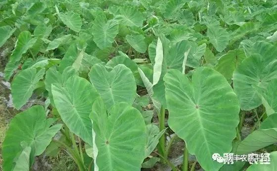 小芋头如何种植技术_种植芋头技术小结_种植芋头技术小知识