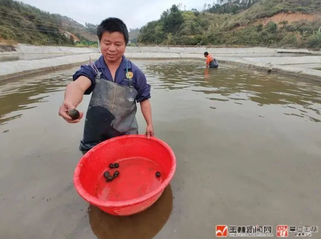 养殖高密度青鱼技术要求_青鱼高密度养殖技术_养殖高密度青鱼技术视频