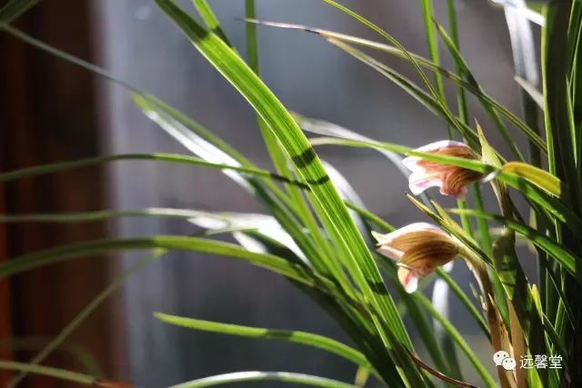 种植惠兰致富_致富种植惠兰图片大全_种植惠兰视频