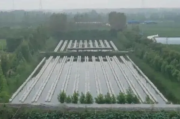 养殖水母技术视频教程_水母养殖技术_养殖水母技术要求