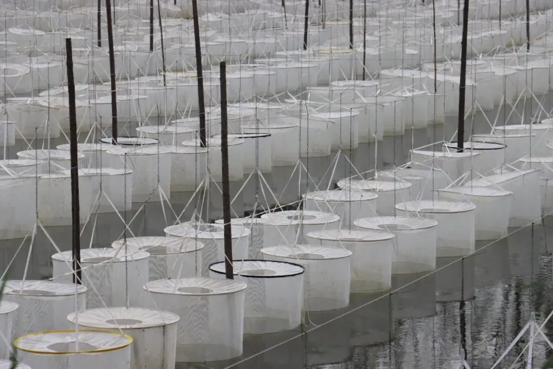 养殖水母技术要求_养殖水母技术视频教程_水母养殖技术