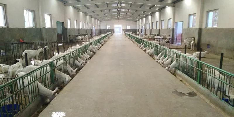 千阳县：奶山羊产业繁育技术领跑全国