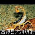 新疆蝎子养殖技术