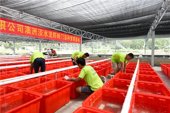 陵水县光坡镇澳州淡水龙虾养殖基地内技术人员正在培育虾苗