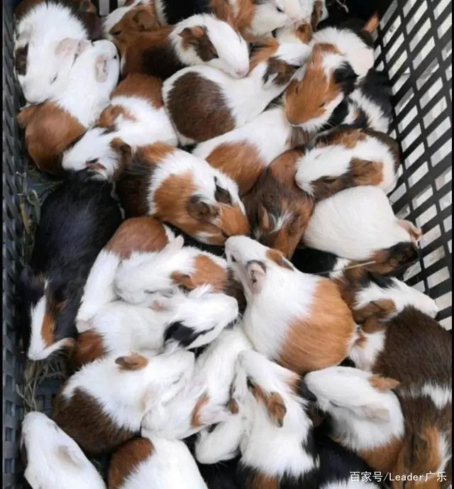 大叔养猪_养殖致富大叔_致富经大叔种树