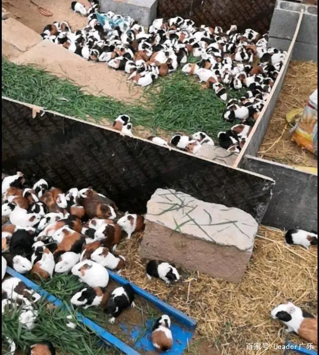 大叔养猪_致富经大叔种树_养殖致富大叔