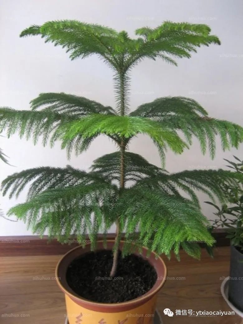 花卉的养殖技术_花卉养殖技术培训学校_花卉养殖技术的书