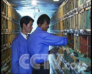 致富蜗牛养殖方法_致富经养殖蜗牛致富_致富经蜗牛养殖视频