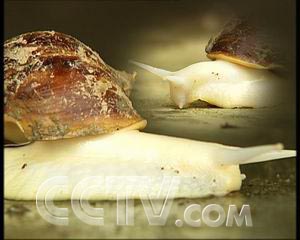 致富蜗牛养殖方法_致富经养殖蜗牛致富_致富经蜗牛养殖视频