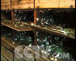 致富蜗牛养殖方法_致富经养殖蜗牛致富_致富经蜗牛养殖视频