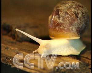 致富蜗牛养殖方法_致富经养殖蜗牛致富_致富经蜗牛养殖视频