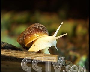 致富蜗牛养殖方法_致富经养殖蜗牛致富_致富经蜗牛养殖视频