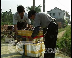 致富蜗牛养殖方法_致富经蜗牛养殖视频_致富经养殖蜗牛致富
