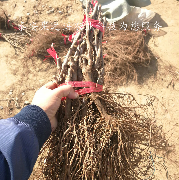 龙眼葡萄树苗、龙眼葡萄树苗哪里有卖