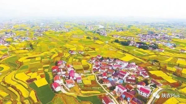 汉中：从“油菜育种”到“花海经济”