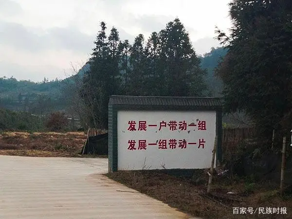 竹荪经济效益_竹荪  致富经_竹荪的价钱