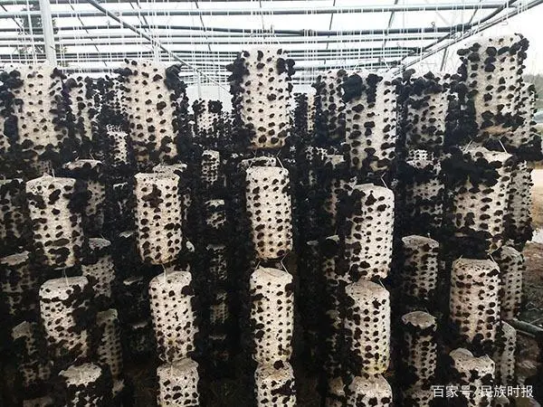 竹荪经济效益_竹荪的价钱_竹荪  致富经
