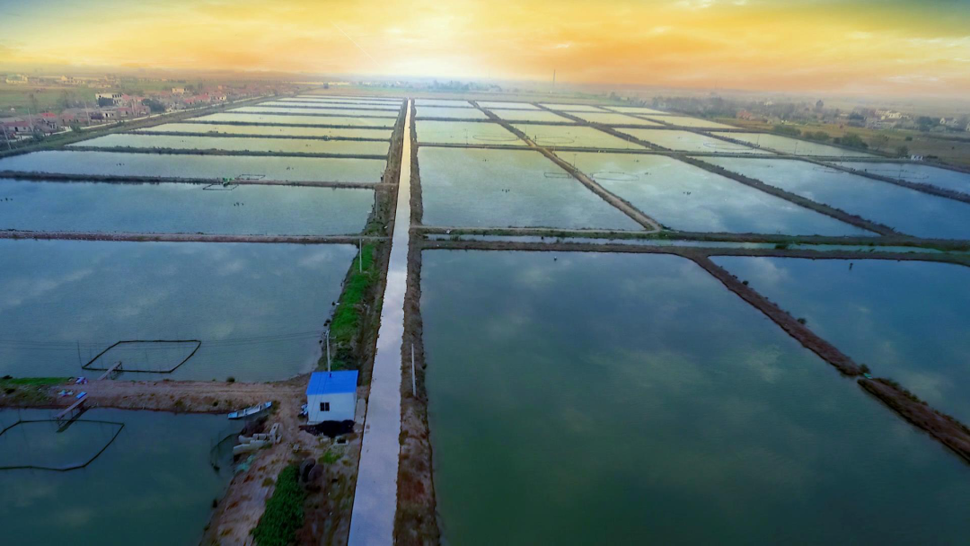 优质泥鳅全套养殖技术_全套养殖泥鳅优质技术视频_养殖泥鳅的技术
