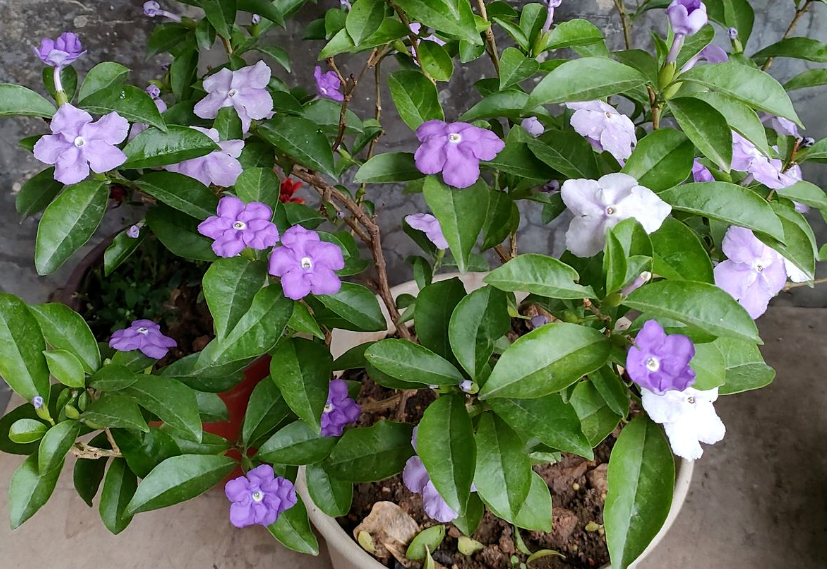 茉莉养殖条件_双色茉莉的养殖技术_茉莉的养殖技术