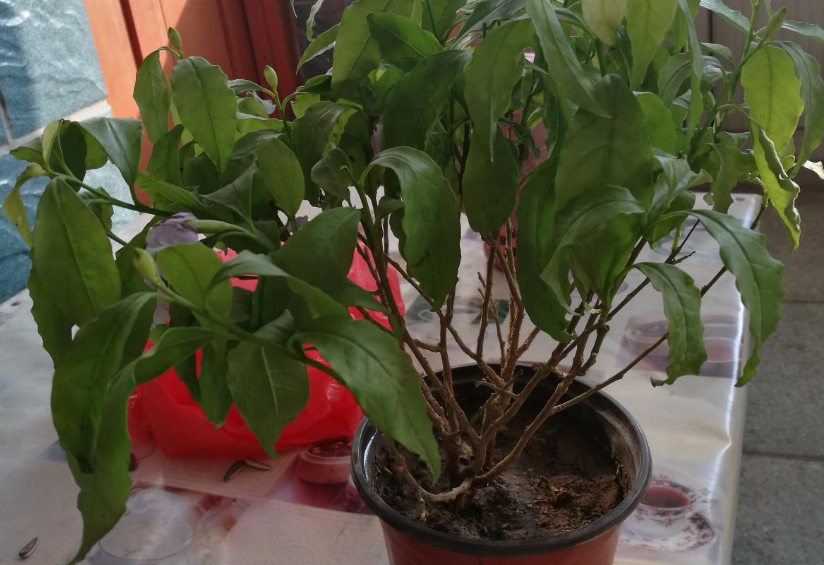 茉莉的养殖技术_茉莉养殖条件_双色茉莉的养殖技术