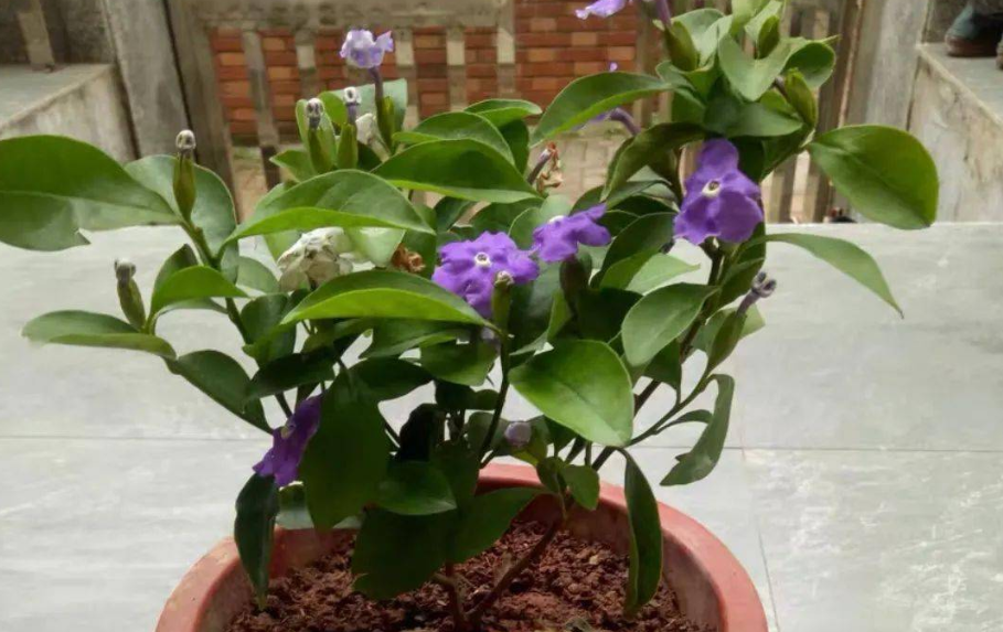 双色茉莉的养殖技术_茉莉的养殖技术_茉莉养殖条件