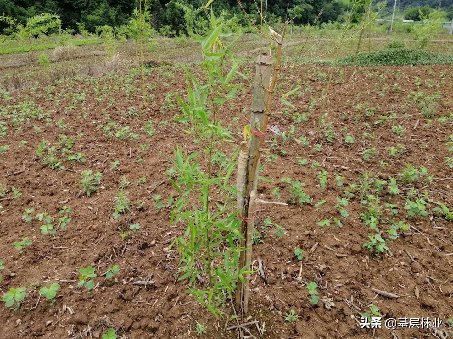 竹林怎么种植_竹林种植什么最适合_竹林种植技术和管理