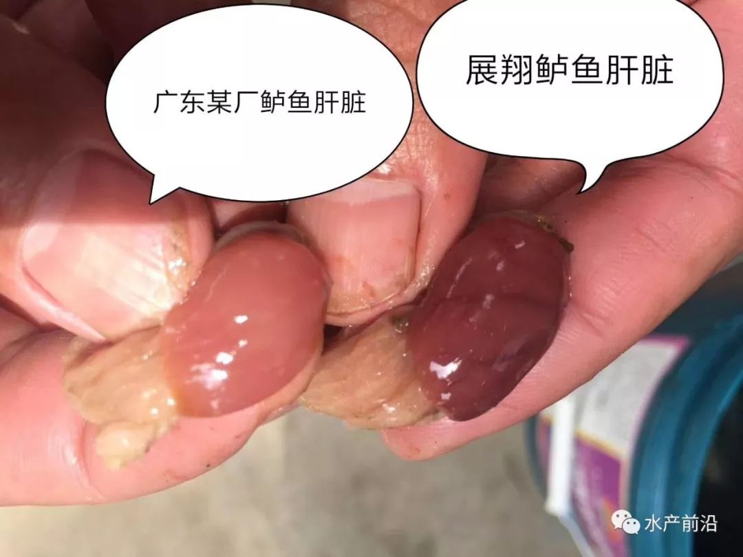 全套养殖泥鳅优质技术_养殖泥鳅视频全过程_优质泥鳅全套养殖技术