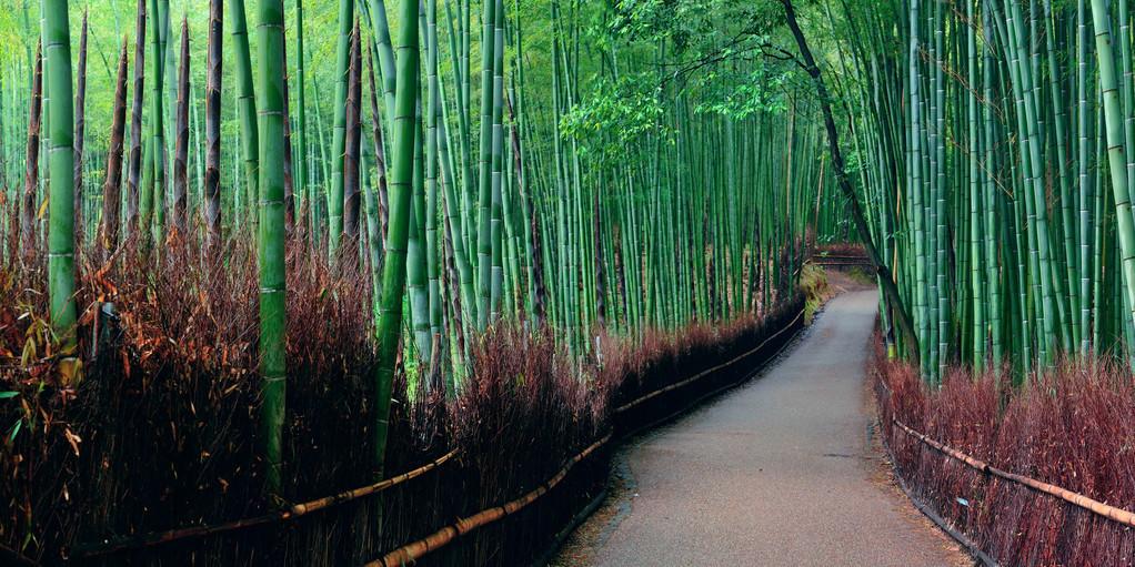 竹林种植管理技术规范_竹林怎么种植_竹林种植技术和管理