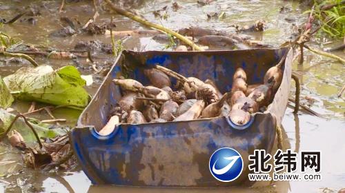 致富养殖莲藕图片_养殖莲藕赚钱吗_致富经莲藕养殖