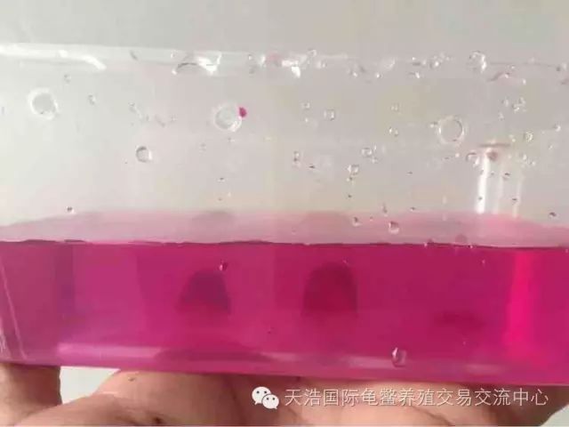 南石龟苗养殖技术_2021年南石龟苗价格_南石种龟