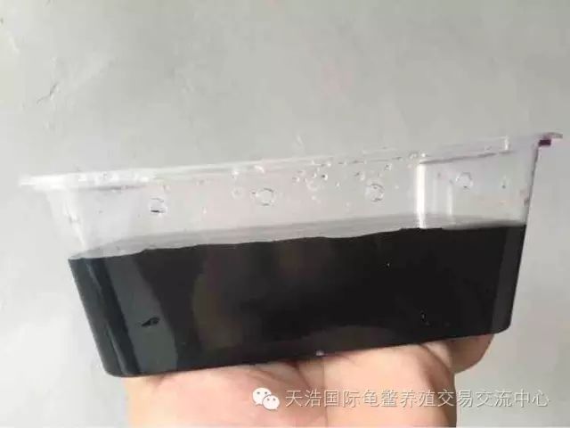 南石种龟_南石龟苗养殖技术_2021年南石龟苗价格