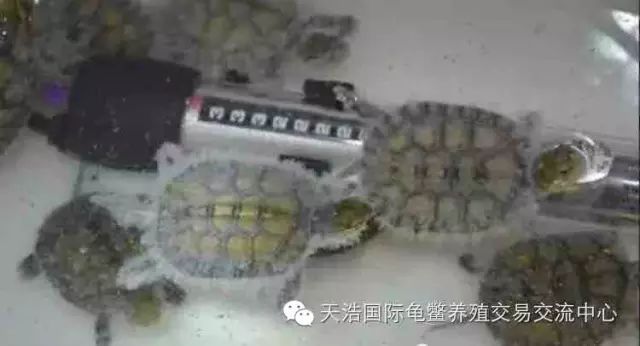 2021年南石龟苗价格_南石种龟_南石龟苗养殖技术