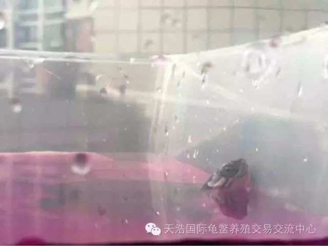 南石龟苗养殖技术_2021年南石龟苗价格_南石种龟