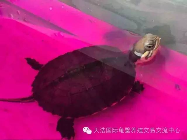 南石种龟_南石龟苗养殖技术_2021年南石龟苗价格