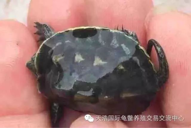 2021年南石龟苗价格_南石龟苗养殖技术_南石种龟