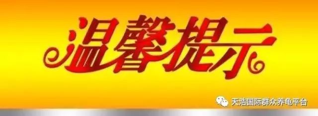 南石龟苗养殖技术_2021年南石龟苗价格_南石种龟