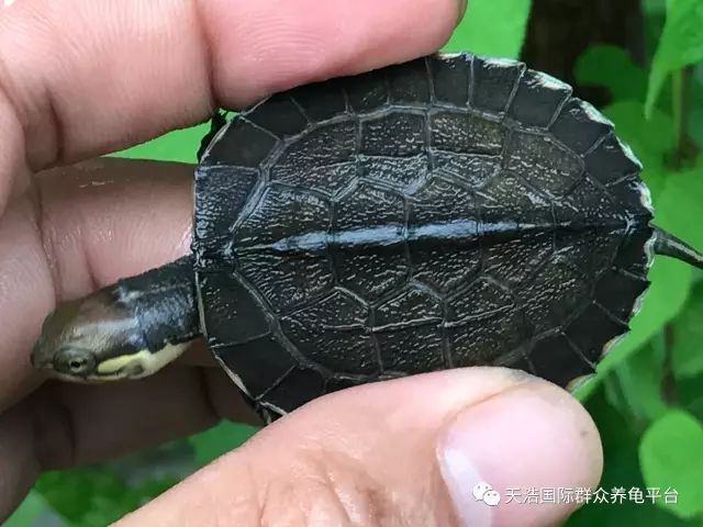 南石龟苗养殖技术_南石种龟_2021年南石龟苗价格