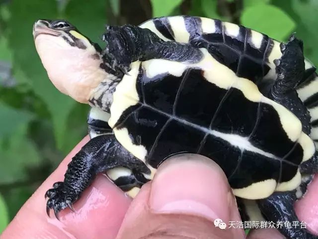 南石龟苗养殖技术_南石种龟_2021年南石龟苗价格