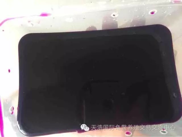南石龟苗养殖技术_南石种龟_2021年南石龟苗价格