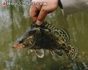 桂鱼