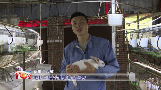 养殖肉兔效益怎么样_养殖肉兔的前景_肉兔养殖致富经